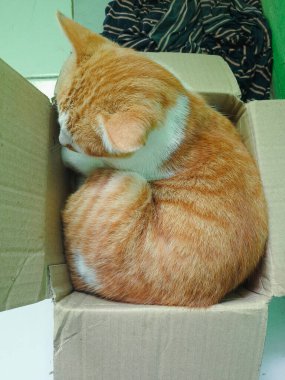 Turuncu tekir kedi, karton bir kutunun içine kıvrılır ve rahat bir şekilde uyur. Ev hayatının basit zevklerini ve sevilen bir evcil hayvanın huzurlu memnuniyetini temsil eder..
