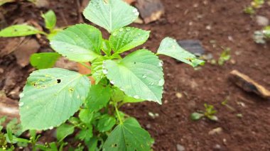 Su damlacıkları ile yeşil bitki zengin kahverengi topraklarda gelişir ve doğal bir çevrede büyümeyi ve yenilenmeyi simgeleyen yağmurdan sonra doğanın güzelliğini ve dayanıklılığını gösterir..