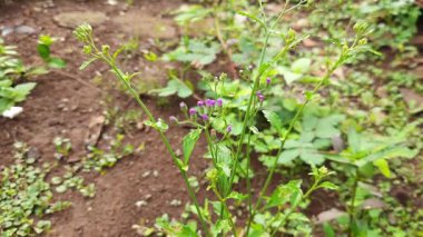 Küçük mor çiçekler yeşil yapraklı ve saplı bir bahçede açar. Doğanın güzelliğini ve bitki yaşamının narin detaylarını yansıtan doğal bir manzara yaratır..
