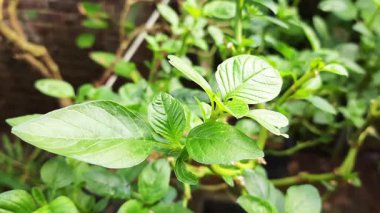 Amaranth bitkisi canlı yeşil yapraklarını canlı bir şekilde büyüyen bir bahçede sergiliyor sağlıklı büyüme ve doğal güzelliği simgeleyen taze ürünleri ve organik bahçeciliğin neşesini..