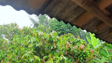 Bereketli yeşil kakao ağaçları, üzerinde asılı bir terasotta çatısının koruyucu gölgesinden görülen bulutlu gökyüzünün altındaki yeni büyümeyle tropikal tarım ve tarım bolluğuna işaret ediyor..