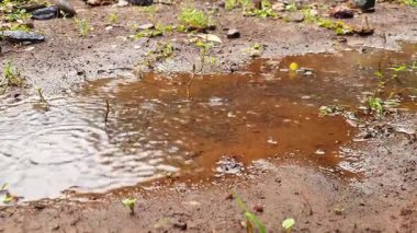 Yağmur damlaları yerdeki çamurlu kahverengi bir su birikintisinin yüzeyine çarparak yeni yağan yağmuru ve ıslak toprağın ham dokusunu gösteren eş merkezli dalgalanmalar yaratır..