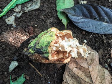 Hasarlı kakao kabuğu kısmen kırılmış. İç hamuru ortaya çıkarıyor. Düşen kuru yapraklarla çevrili kara toprakta yatıyor..