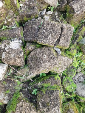 Yığılmış beton bloklar canlı yeşil yosunlar ve küçük filizler insan yapımı yapılara doğal bir tecavüz olduğunu gösteriyor..
