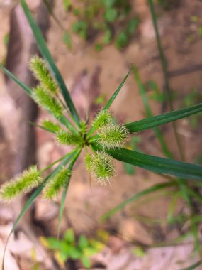 Canlı yeşil hindistan cevizi bitkisi belirgin dikenli tohum başlarını ve ince yapraklarını botanik yapısını ve doğal güzelliğini vurgulayan detaylı bir yakın plan çekimde sergiliyor..
