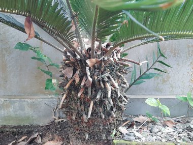 Dokulu sago palmiye gövdesi, bir bahçe ortamında sessiz beton bir zeminde büyüyen pürüzlü lif ve yeşil yapraklar sergiliyor..