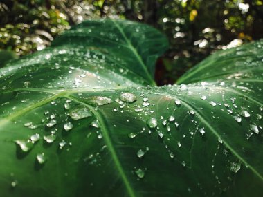 Su damlacıkları ferahlatıcı bir sabah yağmuru sonrası geniş, yeşil bir tropikal yaprağın dokulu yüzeyine güzelce yapışırlar..