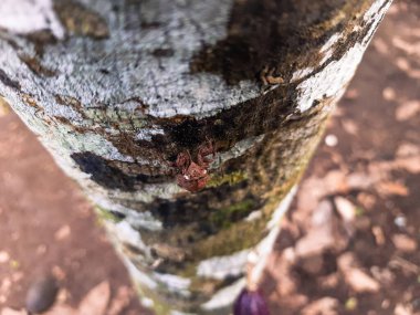 Ağustosböceği dış iskeleti dokulu ağaç kabuğuna yapışır, doğanın karmaşık deri değiştirme sürecini ve ormandaki geçici yaşam döngüsünü gösterir..