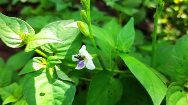Siyah böcek etkin bir şekilde yeşil yapraklarla çevrili beyaz ve mor bir çiçeğin içinde nektar arar ve güneş ışığı videosunda yavaşça sallanır..