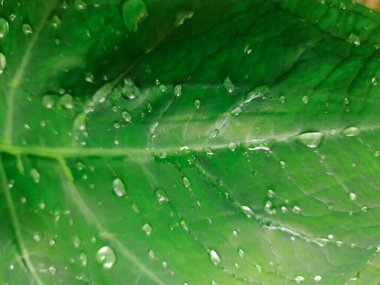 Canlı yeşil yaprak dokusu, temiz bir yağmurdan sonra yüzeye yapışan sayısız temiz su damlacıkları gösteriyor. Doğal su kaybını vurguluyorlar..