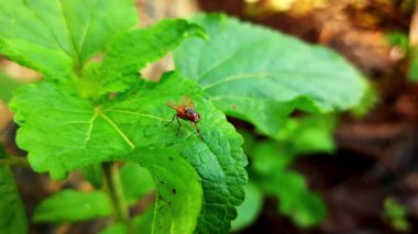 Küçük kızılımsı sinek, açık havada çekilmiş doğa görüntülerinde küçük bir hareketlilik olduğunu düşündüren büyük dokulu yeşil bir yaprağın üzerinde duruyor..
