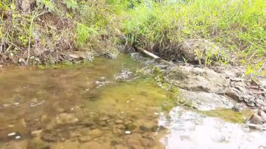 Küçük akarsu kayaların ve toprağın üzerinden yavaşça akar yemyeşil bir doğal ortamda gün içinde güneş sularını karartmaktadır..