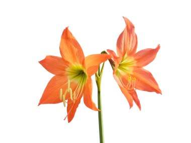 Amaryllis çiçeğinin portakal yaprağı vardır. Amaryllis çiçeği doğada yetişir. İzole edilmiş beyaz arka planda Amaryllis çiçeği. Bu çiçeğin başka bir adı daha var. Botanik adı Hippeastrum Amaryllis olan Belladonna Lily.