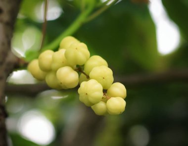 Malay bektaşi üzümü (cermei) bahçede yetişir. Malay bektaşi üzümünün sarı yeşil rengi vardır. Malay bektaşi üzümünün tadı ekşi. Malay bektaşi üzümünün Latince adı Phyllanthus acidus 'dur.