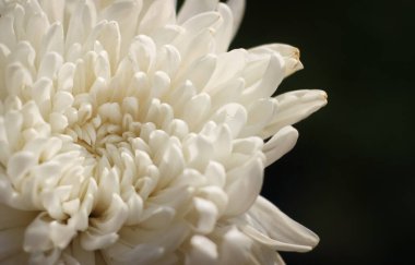 Kasımpatı çiçeğini beyaz taç yaprağının rengiyle kapatın. Bahçede kasımpatı çiçeği açar. Kasımpatı çiçeğinin botanik adı Kasımpatı Morifolium