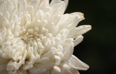 Kasımpatı çiçeğini beyaz taç yaprağının rengiyle kapatın. Bahçede kasımpatı çiçeği açar. Kasımpatı çiçeğinin botanik adı Kasımpatı Morifolium