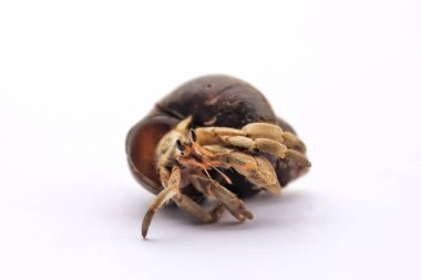 Eşsiz kabuklu keşiş yengeci. Keşiş yengecinin pençeleri ve bir sürü bacağı vardır. Hermid yengecinin Latince adı Paguroidea