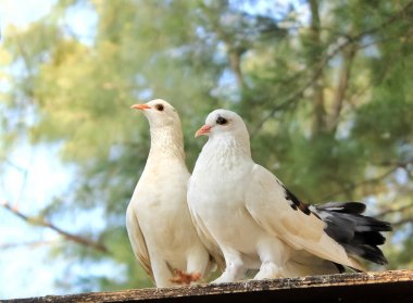 Bir ağaç dalına tünemiş güvercin. Bir güvercinin yumuşak beyaz tüyleri vardır. Beyaz güvercin vahşi doğada belirir