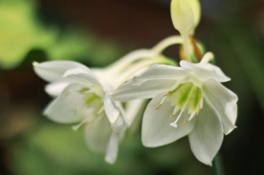 amazon lily or amazon star lily flower has white petal. amazon lily flower grow and bloom in nature. amazon lily flower has botany name Eucharis amazonica from Amaryllidaceae