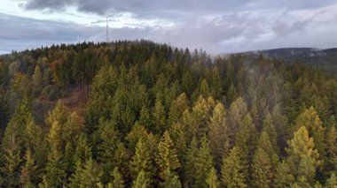 Aerial footage of vibrant pine forests wrapped in soft mist, perfect for nature enthusiasts to explore