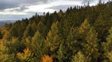 Aerial views beautifully showcase diverse autumn forests offering a stunning array of rich colors amidst vast nature