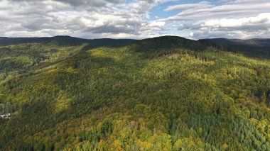 Aerial footage captures vibrant autumn colors in a serene, picturesque forest landscape that enchants viewers