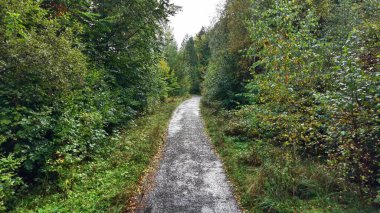 A serene and tranquil forest trail, surrounded by a variety of vibrant trees and lush foliage all around