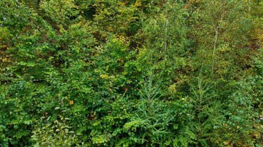 The vibrant autumn forest beautifully showcases its lush green vegetation along with an array of colorful foliage