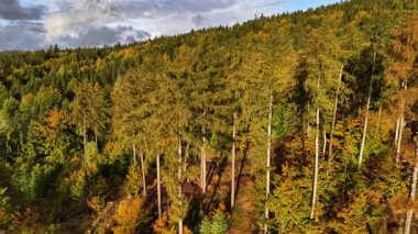 Stunning aerial footage presenting a mesmerizing and colorful autumn forest landscape rich with vibrant lush trees