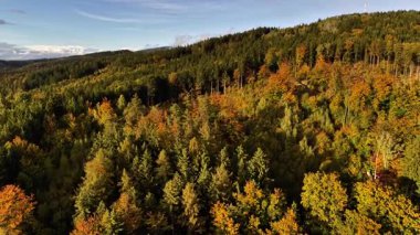 An aerial view of a stunningly picturesque forest that showcases vibrant autumn colors along with varied tree species