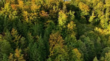 Incredible and stunning aerial footage captures a breathtaking colorful autumn forest with vibrant, rich foliage