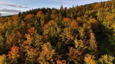 Breathtaking aerial shots of beautiful fall foliage showcasing vibrant and colorful autumn colors within a forest