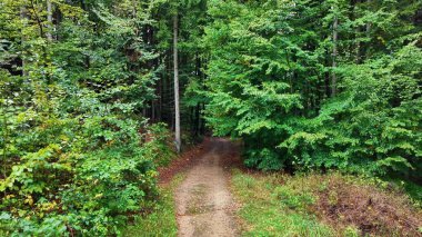 A serene forest path beckons adventurers to explore the lush greenery and vibrant foliage of the trees