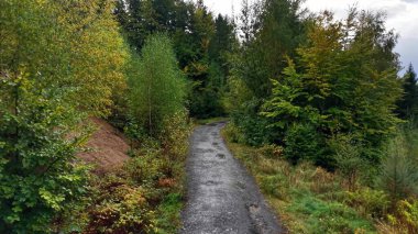 Embark on an adventure through a serene forest path lined with vibrant greenery and stunning autumn colors