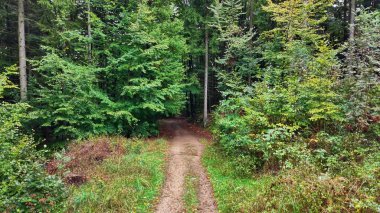 Enjoy a stunning aerial view of lush forests and majestic hills stretching endlessly