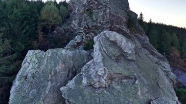 Ormanda bir kayayla bir ağacın yakın çekimi.