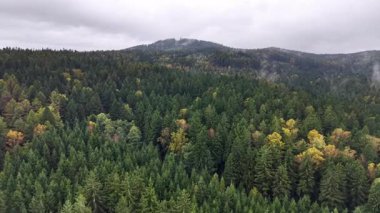 A stunning aerial shot beautifully capturing the lush greenery and vibrant autumn hues of a thriving forest landscape