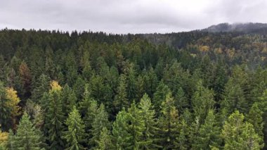 A stunning aerial view of a dense evergreen forest vividly showcasing vibrant autumn foliage against a cloudy sky