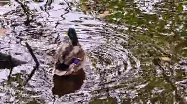A serene and tranquil scene featuring a mallard duck gracefully swimming and creating gentle ripples in a peaceful pond