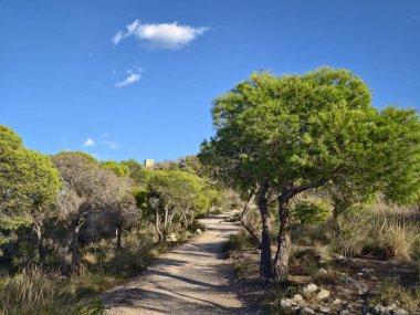 Rahatlatıcı, yemyeşil bir çevrede, bulutlu uçsuz bucaksız mavi gökyüzünün altında huzur dolu bir yol.