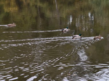 Aktif ördekler su dalgalarını kovalarlar, vahşi ördekler güçlü enerjiyle parıldayan göletin üzerinde koşarlar.