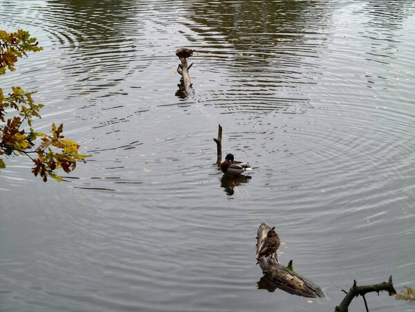 birds glide calmly across mirrorlike water, peaceful setting of ducks resting and swimming