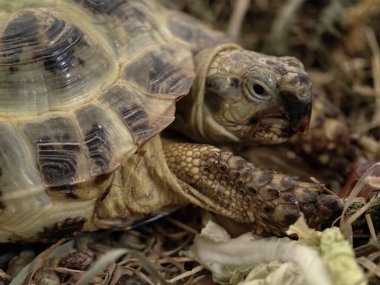 Sessiz sahne, doğal kaplumbağa ortamını yakalıyor. Kuru otların üzerinde bulunan sakin kaplumbağa.