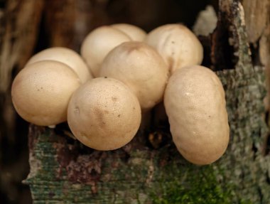 Çürümüş ahşap yüzeyde spor üreten yumuşak mantar koleksiyonu, solgun soluk renkli tütsüler.