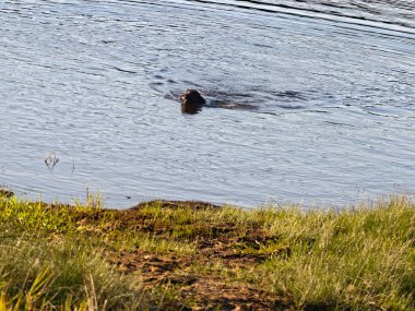 Çimenli kıyıya yakın uzanan sessiz fok, bereketli kıyı şeridinin kenarında sakince süzülen sakin fok.
