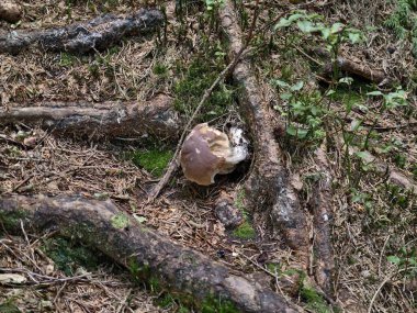 Kökler arasında çürüyen mantarlar. Toprakla birlikte çürüyen domuz mantarlarına yakın çekim.