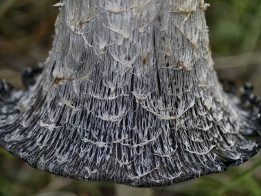 Kırılgan mantar tarifi, yosun saplı narin mantar, hafif aydınlatılmış detaylı görüş.