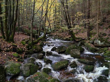 Yapraklı kayalarla kaplı sakin orman nehri, yosun ve sonbahar ile çevrili huzurlu orman deresi.