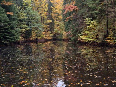 Yüksek ağaçların bulunduğu sakin orman, altın yaprakların altındaki durgun suya yansıyor.