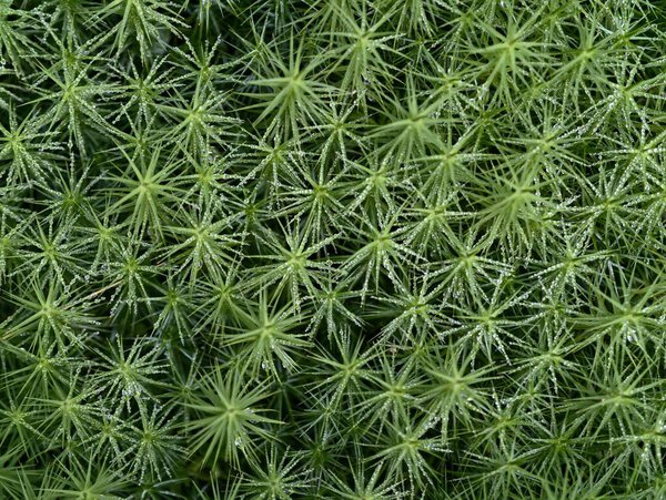 detailed view of dense moss mat exhibiting uniform starshaped shoots and tight growth patterns